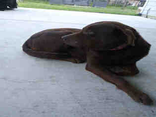 Medium Photo #1 Labrador Retriever Puppy For Sale in San Antonio, TX, USA