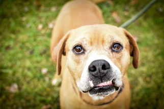 Labrador Retriever Dogs for adoption in Lewisburg, WV, USA