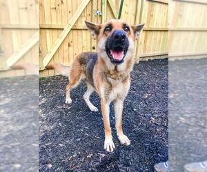 German Shepherd Dog Dogs for adoption in New York, NY, USA