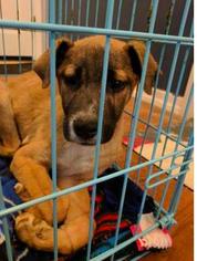 Mastiff Dogs for adoption in Mission, KS, USA