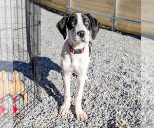 Great Dane-Unknown Mix Dogs for adoption in Vail, AZ, USA
