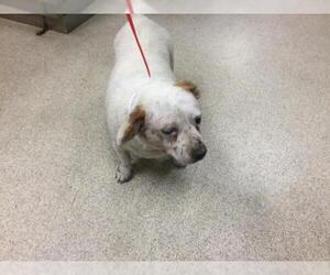 Chihuahua-Unknown Mix Dogs for adoption in Riverside, CA, USA