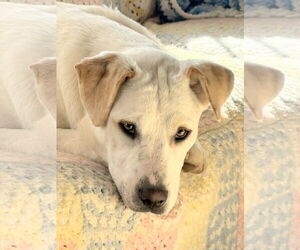 Labrador Retriever-Unknown Mix Dogs for adoption in Rockaway, NJ, USA