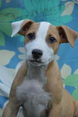 Jack-A-Bee Dogs for adoption in Brighton, TN, USA