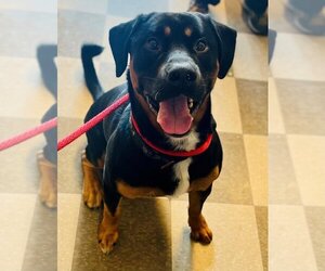 Rottweiler Dogs for adoption in Toronto, Ontario, Canada