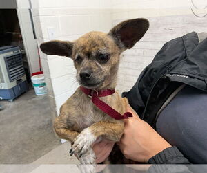 Chihuahua Dogs for adoption in San Bernardino, CA, USA