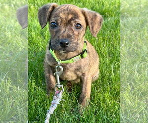 Beagle-Chihuahua Mix Dogs for adoption in pomfret, CT, USA