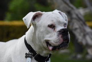 Boxer Dogs for adoption in Alameda, CA, USA