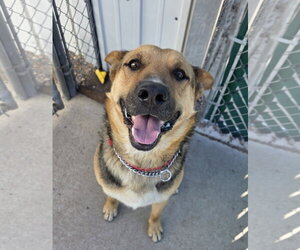 German Shepherd Dog-Unknown Mix Dogs for adoption in Monte Vista, CO, USA