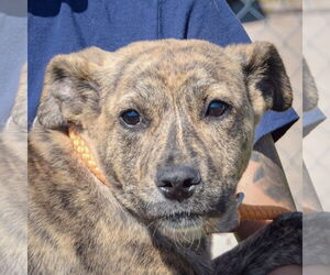 American Staffordshire Terrier-Mastiff Mix Dogs for adoption in Huntley, IL, USA