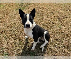 American Pit Bull Terrier-Unknown Mix Dogs for adoption in Grovetown, GA, USA