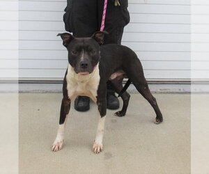 American Pit Bull Terrier Dogs for adoption in Louisville, KY, USA