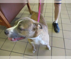 American Pit Bull Terrier-Unknown Mix Dogs for adoption in Ocala, FL, USA