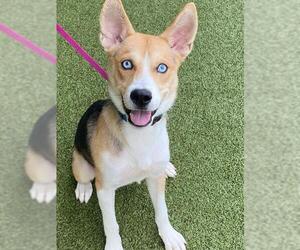 Siberian Husky-Unknown Mix Dogs for adoption in Fayetteville, NC, USA