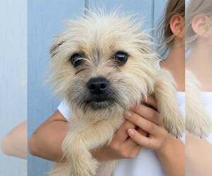 Cairn Terrier-Unknown Mix Dogs for adoption in Mukwonago, WI, USA