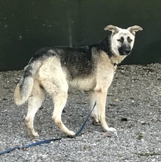 Medium Photo #1 German Shepherd Dog-Unknown Mix Puppy For Sale in Seattle, WA, USA