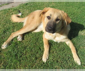 Anatolian Shepherd-Unknown Mix Dogs for adoption in Oklahoma City, OK, USA