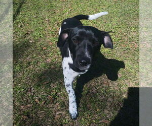 Jack Russell Terrier-Unknown Mix Dogs for adoption in Sanford, FL, USA