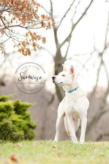 Medium Photo #1 German Shepherd Dog-Unknown Mix Puppy For Sale in Newport, KY, USA