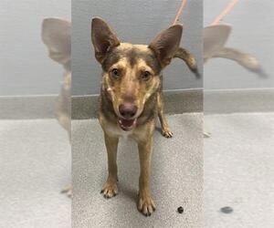 German Shepherd Dog-Unknown Mix Dogs for adoption in Las Vegas, NV, USA