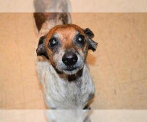 Dachshund Dogs for adoption in Olathe, KS, USA