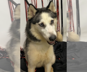 Medium Photo #2 Siberian Husky Puppy For Sale in Carrollton, TX, USA