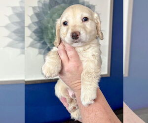 Colonial Cocker Spaniel-Maltese Mix Dogs for adoption in Corona, CA, USA