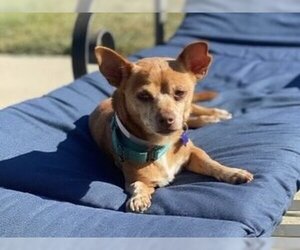 Chihuahua Dogs for adoption in Martinez, CA, USA