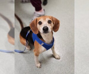 Beagle Dogs for adoption in Lebanon, PA, USA