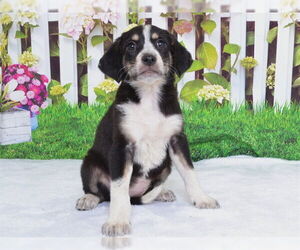 Mutt Dogs for adoption in Oroville, CA, USA