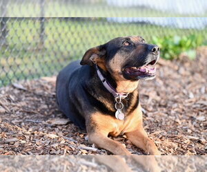 German Shepherd Dog-Unknown Mix Dogs for adoption in Santa Cruz, CA, USA