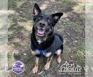 German Shepherd Dog-Unknown Mix Dogs for adoption in Irvine, CA, USA