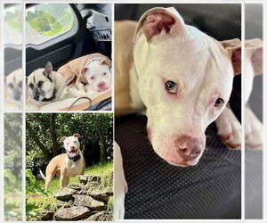 American Pit Bull Terrier-Unknown Mix Dogs for adoption in Westminster, MD, USA