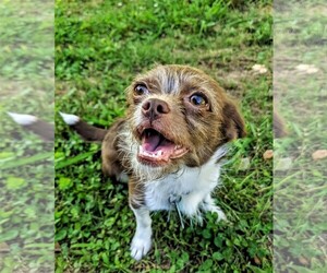 Brussels Griffon Dogs for adoption in Arlington, VA, USA