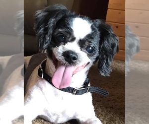 Shih Tzu Dogs for adoption in St. Cloud, MN, USA