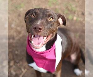 American Staffordshire Terrier-Unknown Mix Dogs for adoption in San Antonio, TX, USA