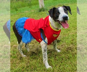 Mutt Dogs for adoption in Centerton, AR, USA