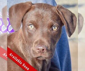 Basset Hound-Chocolate Labrador retriever Mix Dogs for adoption in Huntley, IL, USA