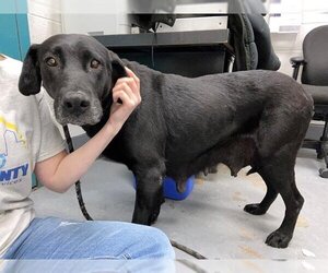 Labrador Retriever Dogs for adoption in Peoria, IL, USA