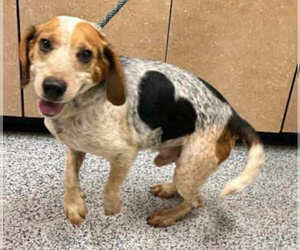 Beagle-Unknown Mix Dogs for adoption in Rockaway, NJ, USA