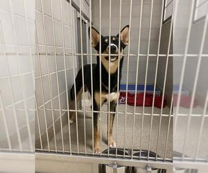 German Shepherd Dog Dogs for adoption in Virginia Beach, VA, USA