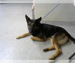 German Shepherd Dog Dogs for adoption in Pasadena, TX, USA