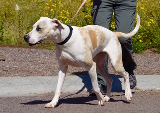 View Ad: Catahoula Leopard Dog-Great Dane Mix Dog for Adoption near Arizona, Payson, USA. ADN-382565