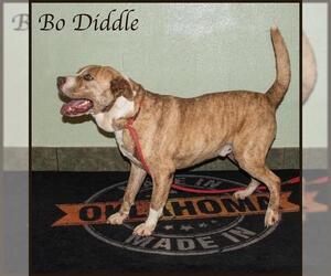 Medium Photo #9 American Staffordshire Terrier Puppy For Sale in Ada, OK, USA