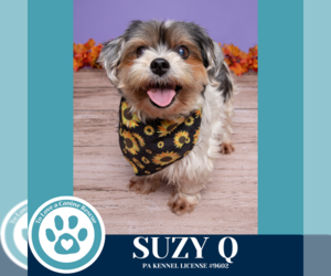 Shih Tzu-Unknown Mix Dogs for adoption in Kimberton, PA, USA