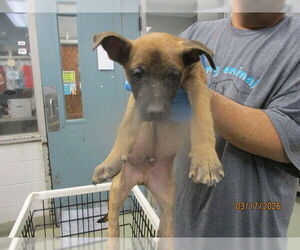 German Shepherd Dog-Unknown Mix Dogs for adoption in Oklahoma City, OK, USA
