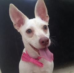 Rat Terrier Dogs for adoption in Miami, FL, USA