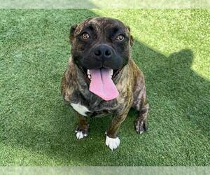 Boxer-Unknown Mix Dogs for adoption in Orange, CA, USA