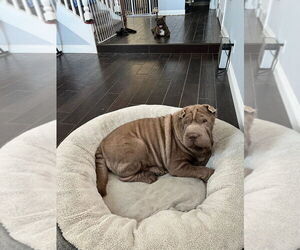 Medium Photo #8 Chinese Shar-Pei Puppy For Sale in Dana Point, CA, USA