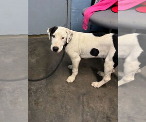 American Pit Bull Terrier-Labrador Retriever Mix Dogs for adoption in Evansville, IN, USA